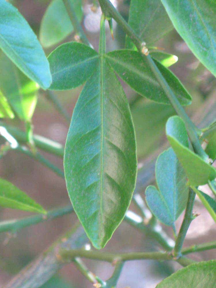            Trifoliolate leaf of  Citrus reticulata     var.  austera   x  Poncirus trifoliata           (Citrandarin, Riverside, CA)   